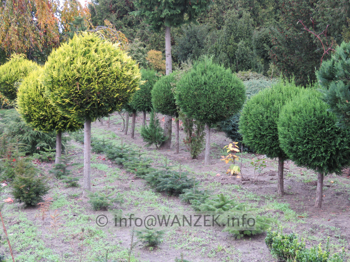 Chamaecyparis lawsoniana Robusta - Kugelstamm 04.JPG